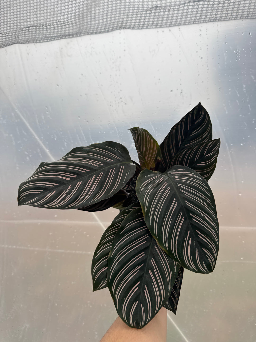 Calathea Ornata 6"