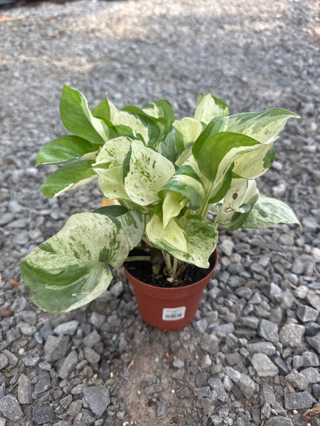 Pothos Manjula 4” pot