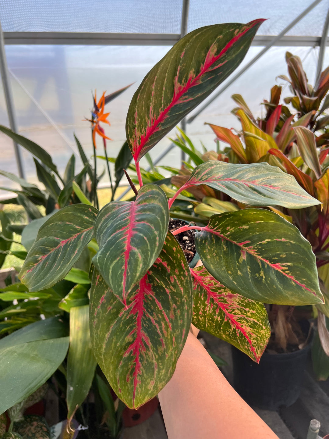 Ruby Aglaonema