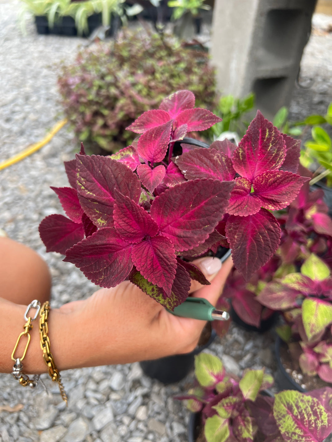 Perilla ‘Tricolor’ 4”