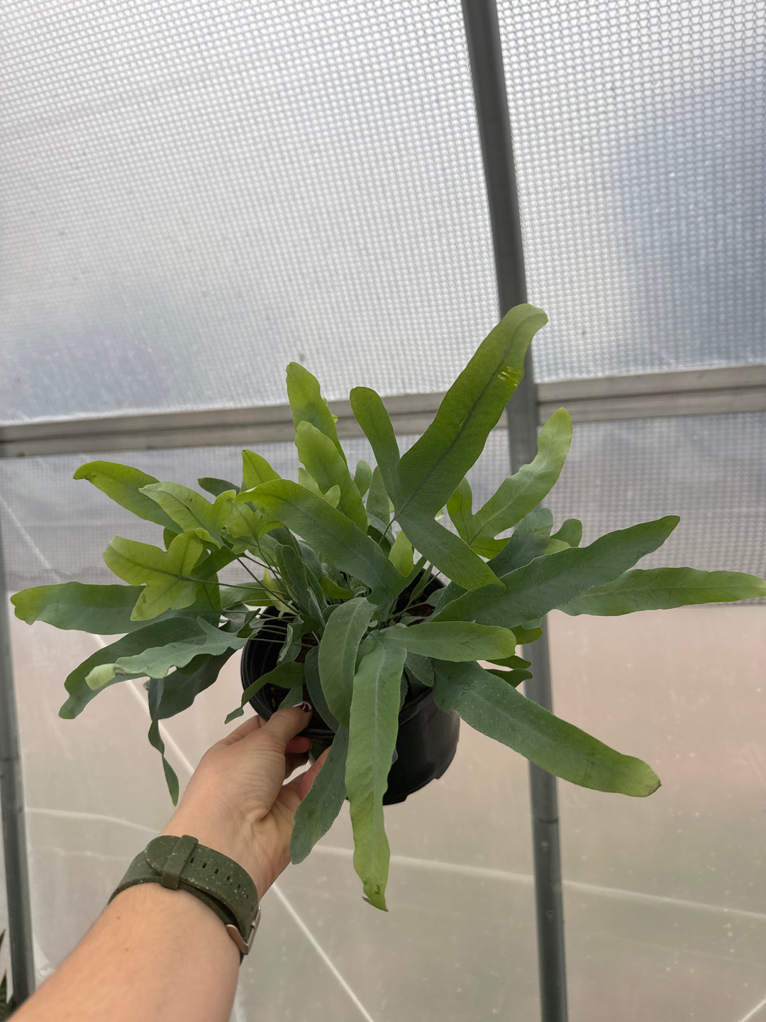 Fern Blue Star 6"