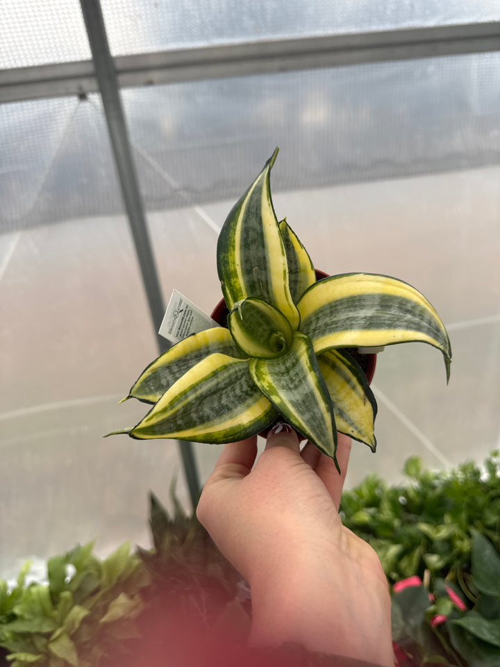 Sansevieria Hahnii Assorted 4"