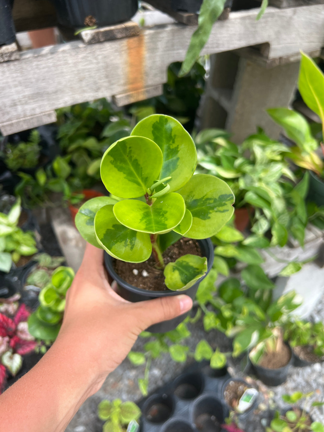 Peperomia obtusifolia ‘Lemon Lime’ 4”