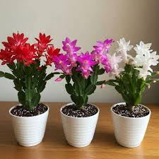 Christmas Cactus 6”