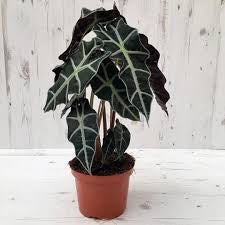 Alocasia Amazonica 6"