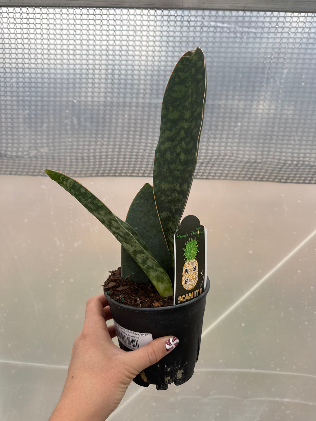 Sansevieria Whale's Fin (Sharkfin) 5"