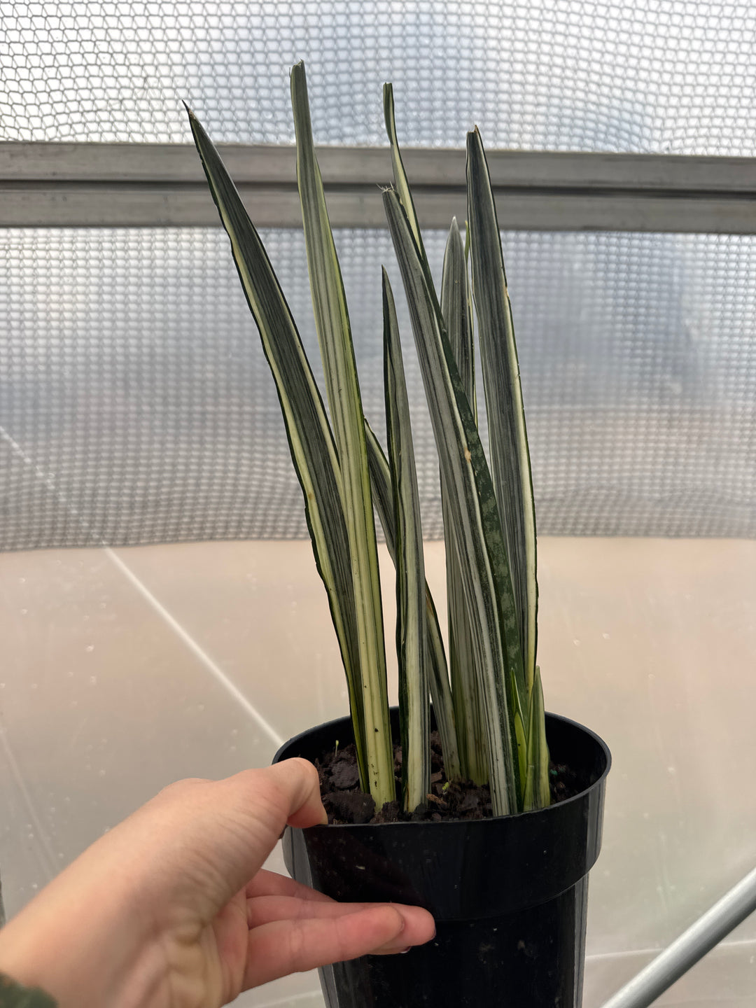 Sansevieria Bantel's Sensation 6"