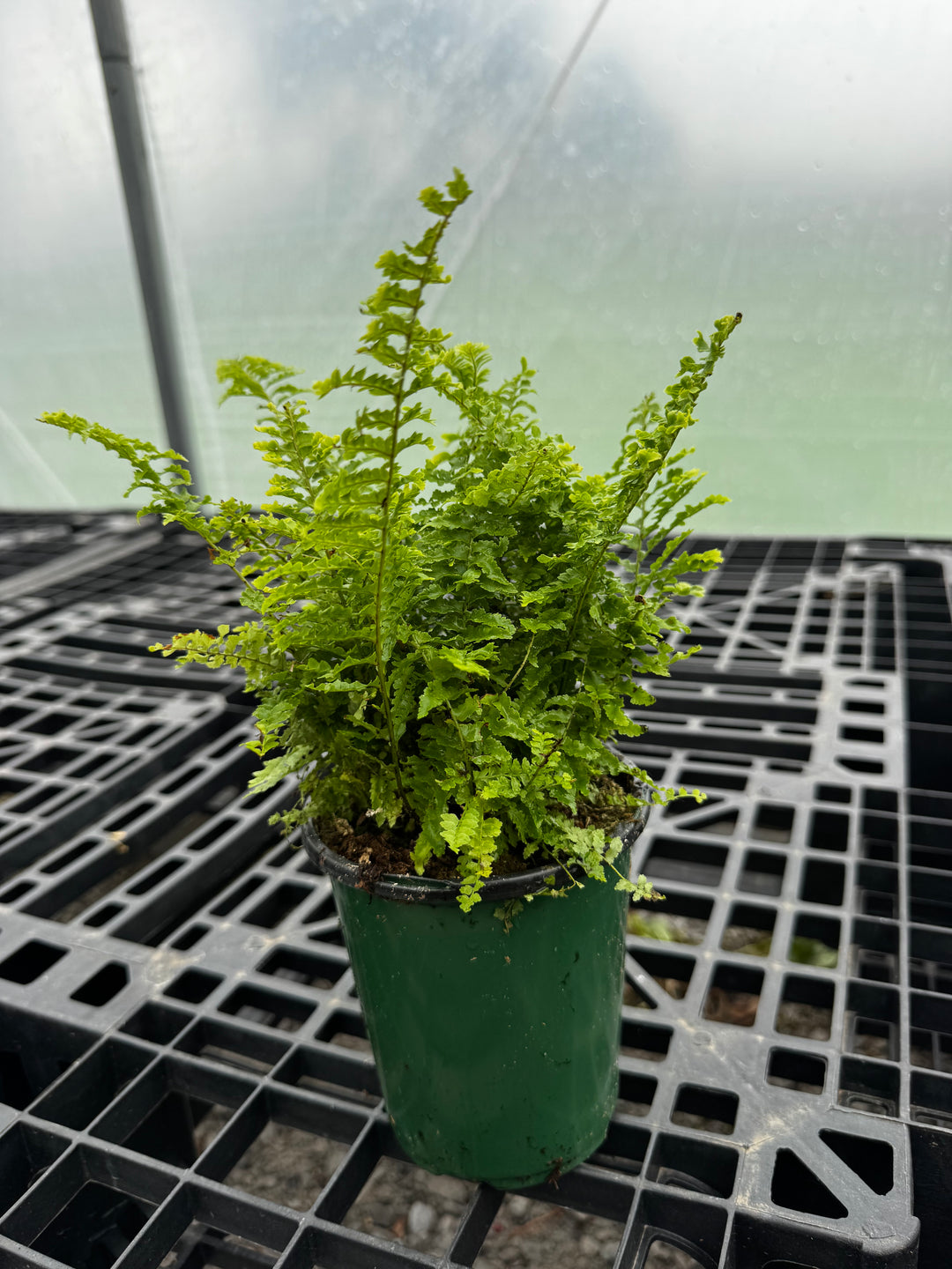 Fluffy Ruffles 5” fern