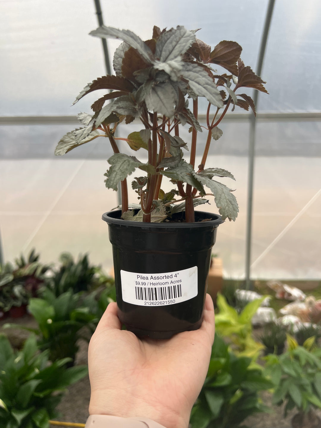 Pilea Assorted 4"