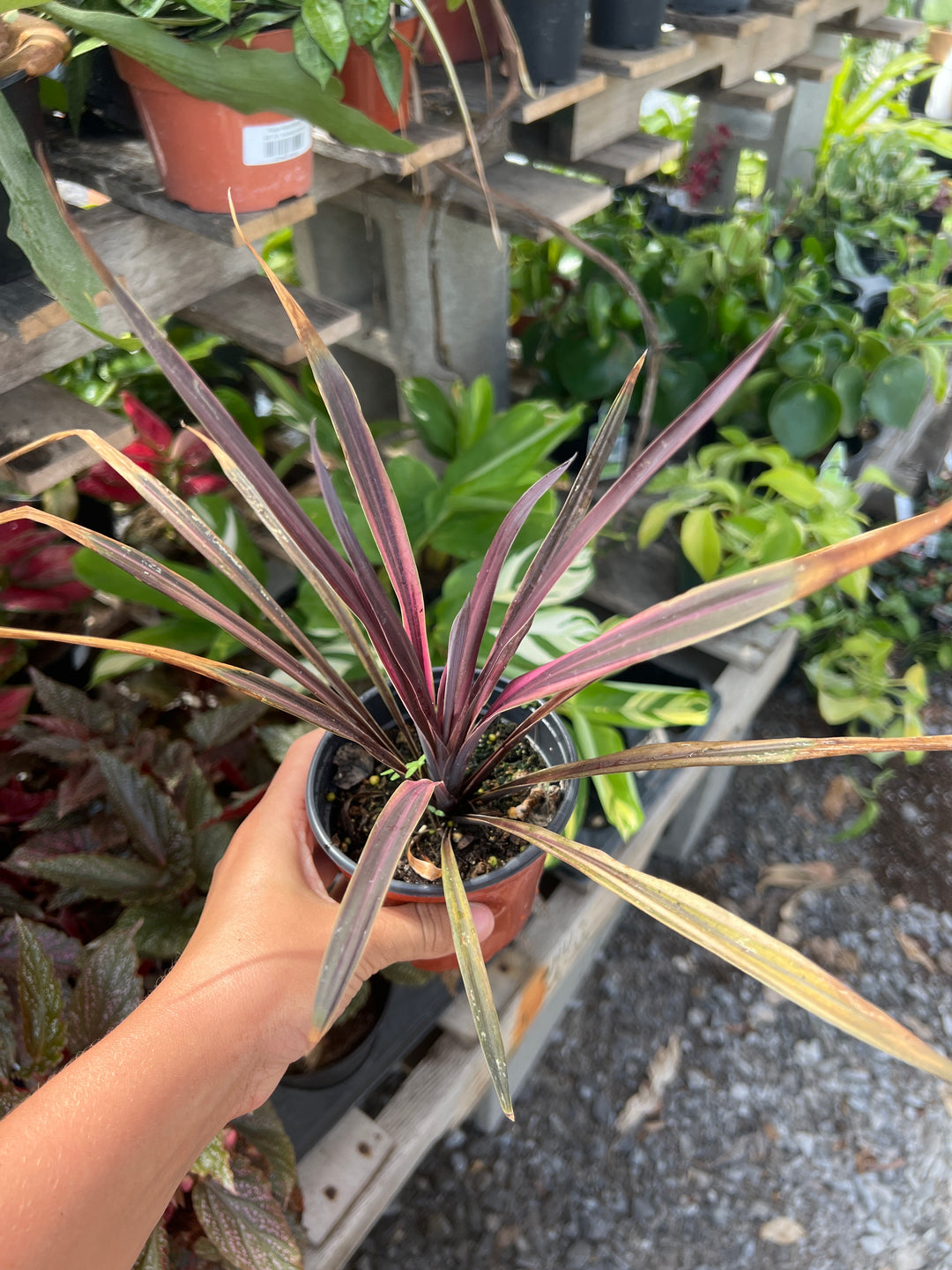 Cordyline Hybrid ‘Paso Doble’ 4”