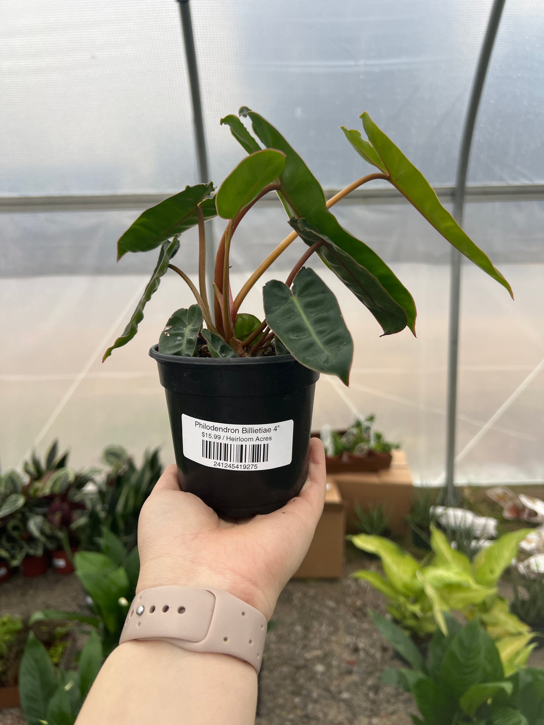 Philodendron Billietiae 4"