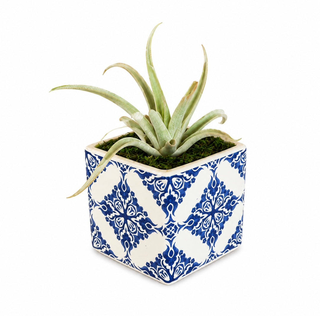 Royal Bloom 3” Square Pot Air-plant