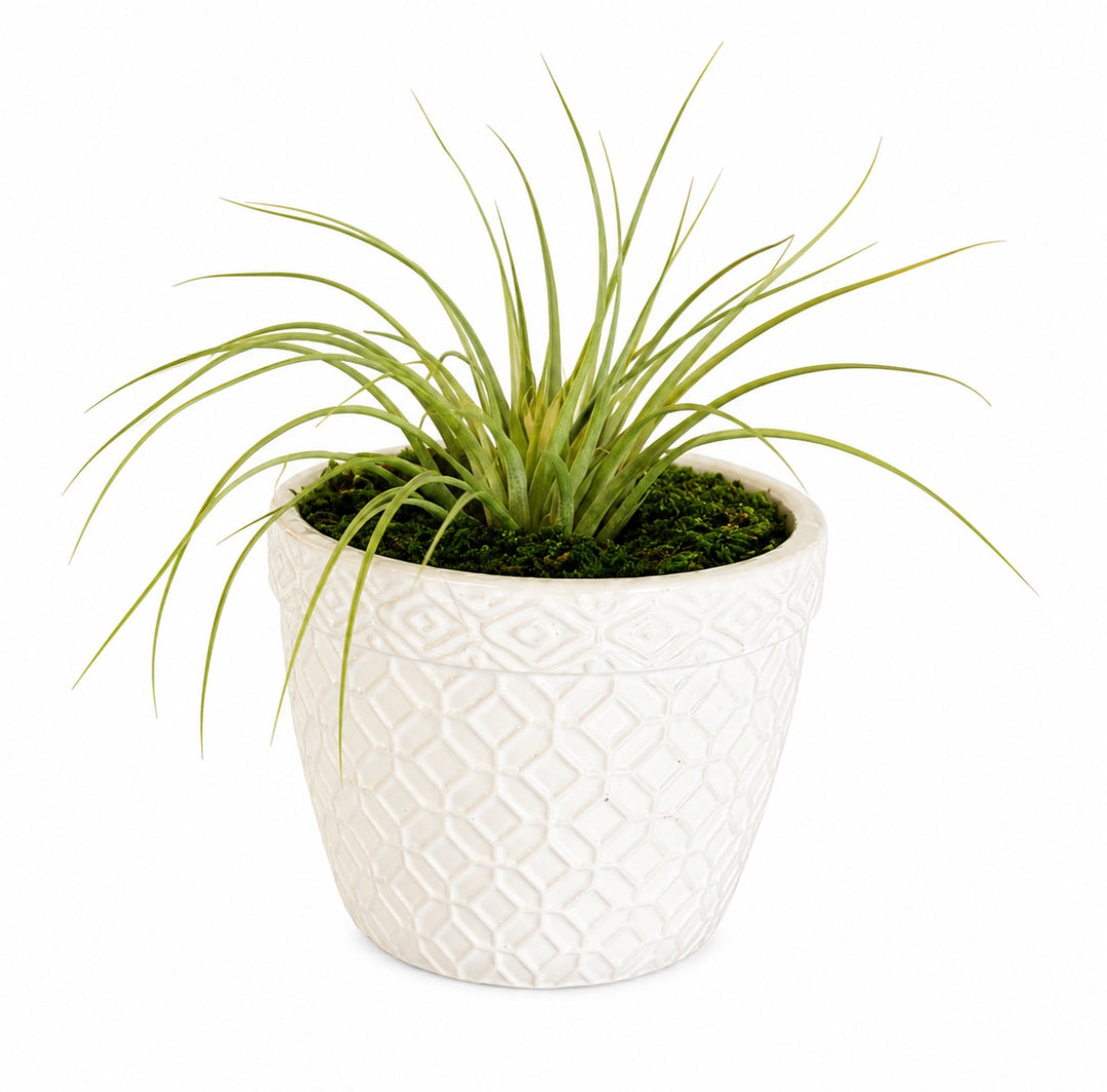 Classic White 5” Round Pot Air-Plant