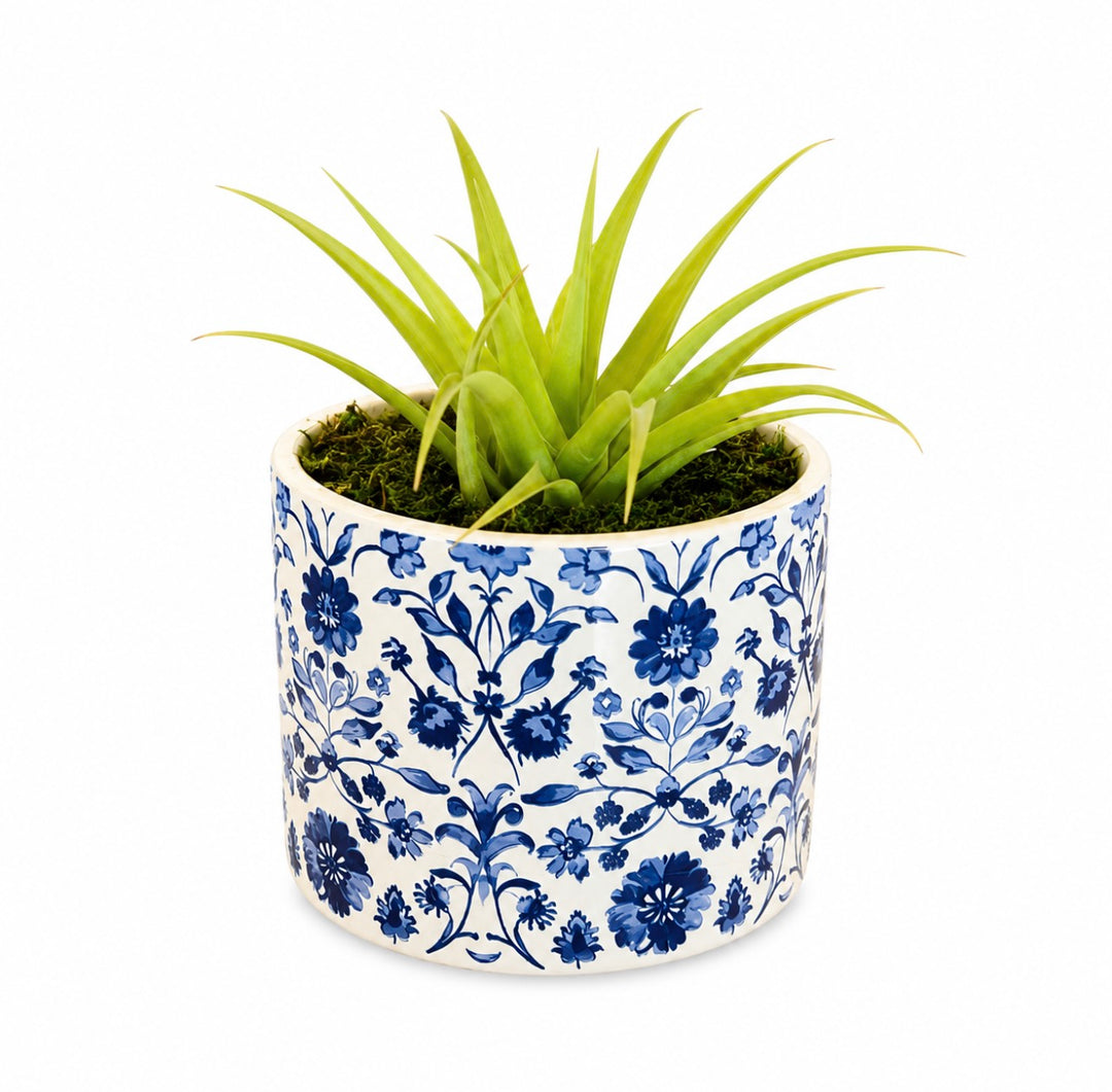 Royal Bloom 5” Round Pot Air-Plant