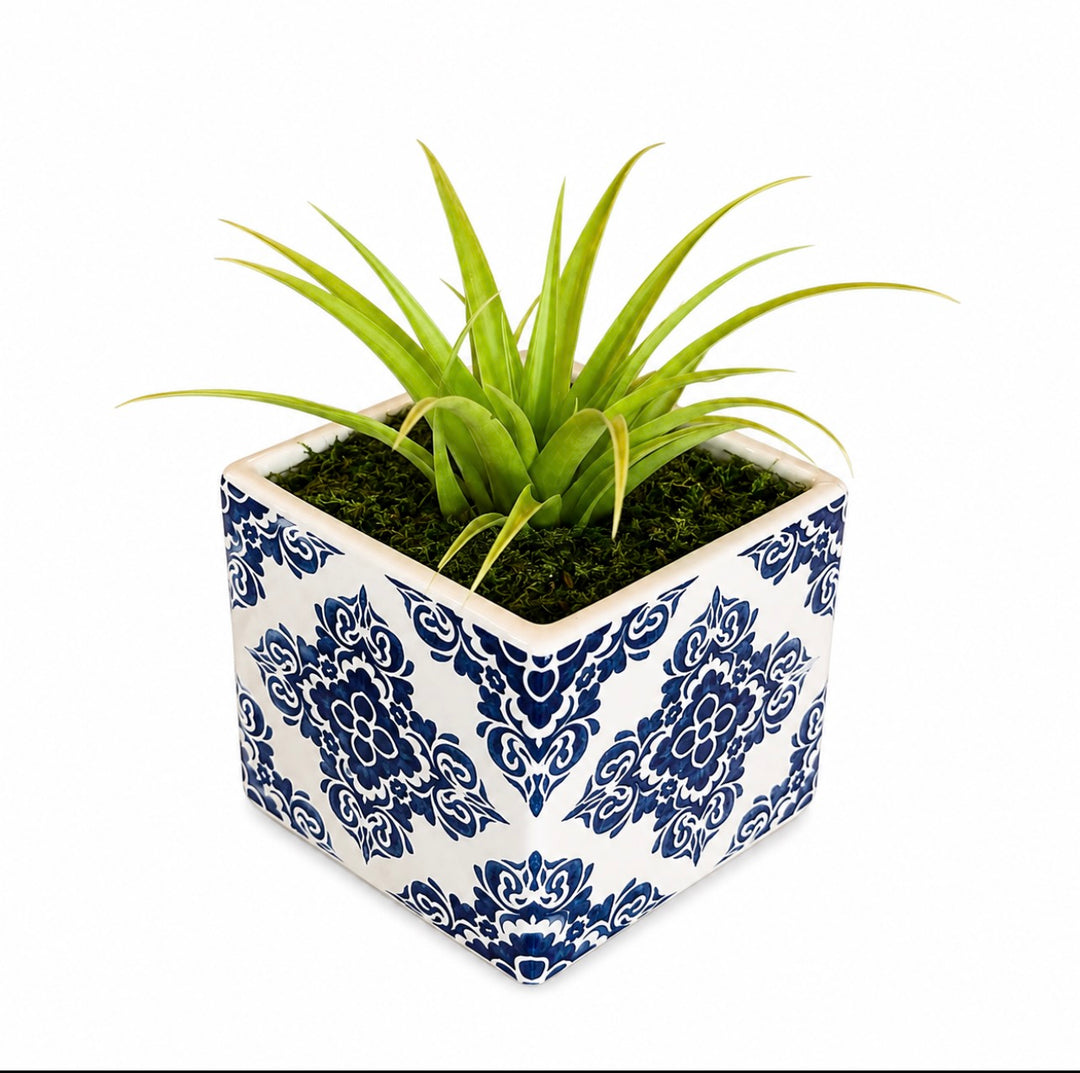 Royal Bloom 5” Square Pot Air-Plant