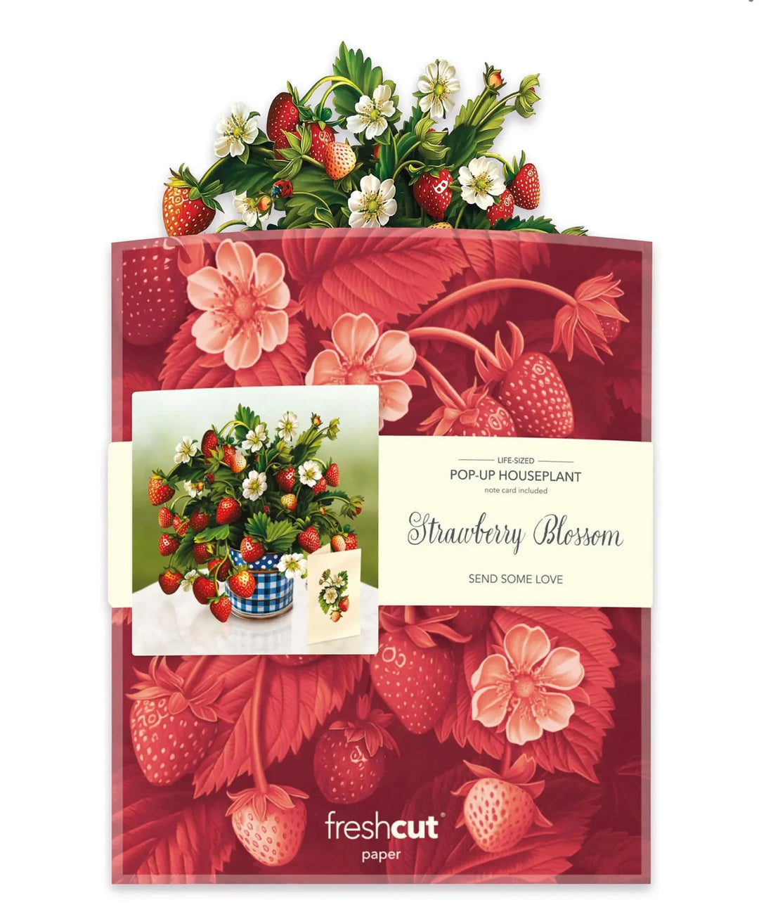 Strawberry Blossom