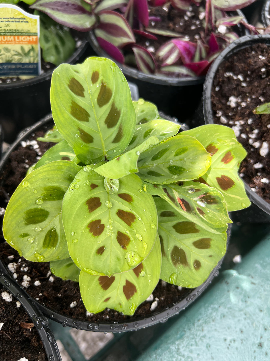 Prayer plant