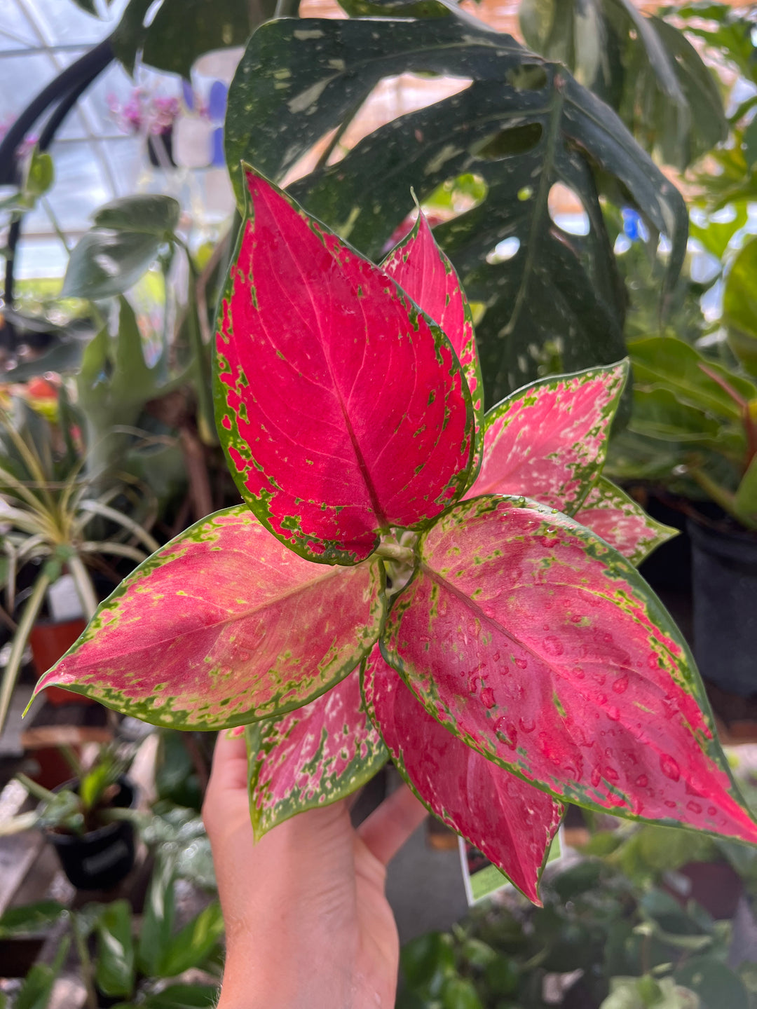 Aglaonema Sunshine