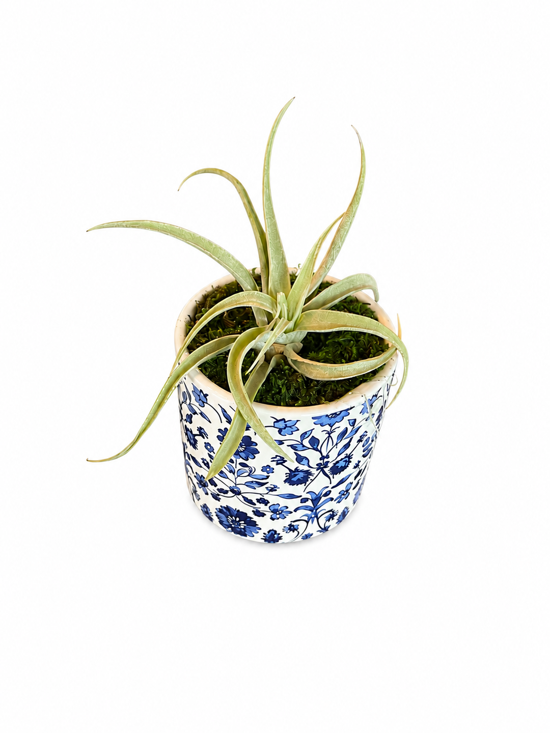 Royal Bloom 3” Round Pot Air-plant