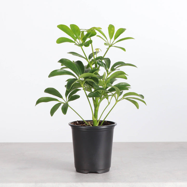 Schefflera Arboricola -  6”