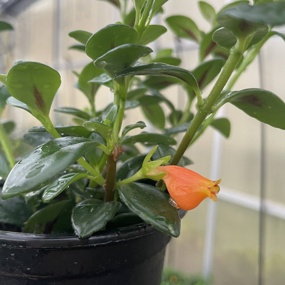 Goldfish Plant - 4”
