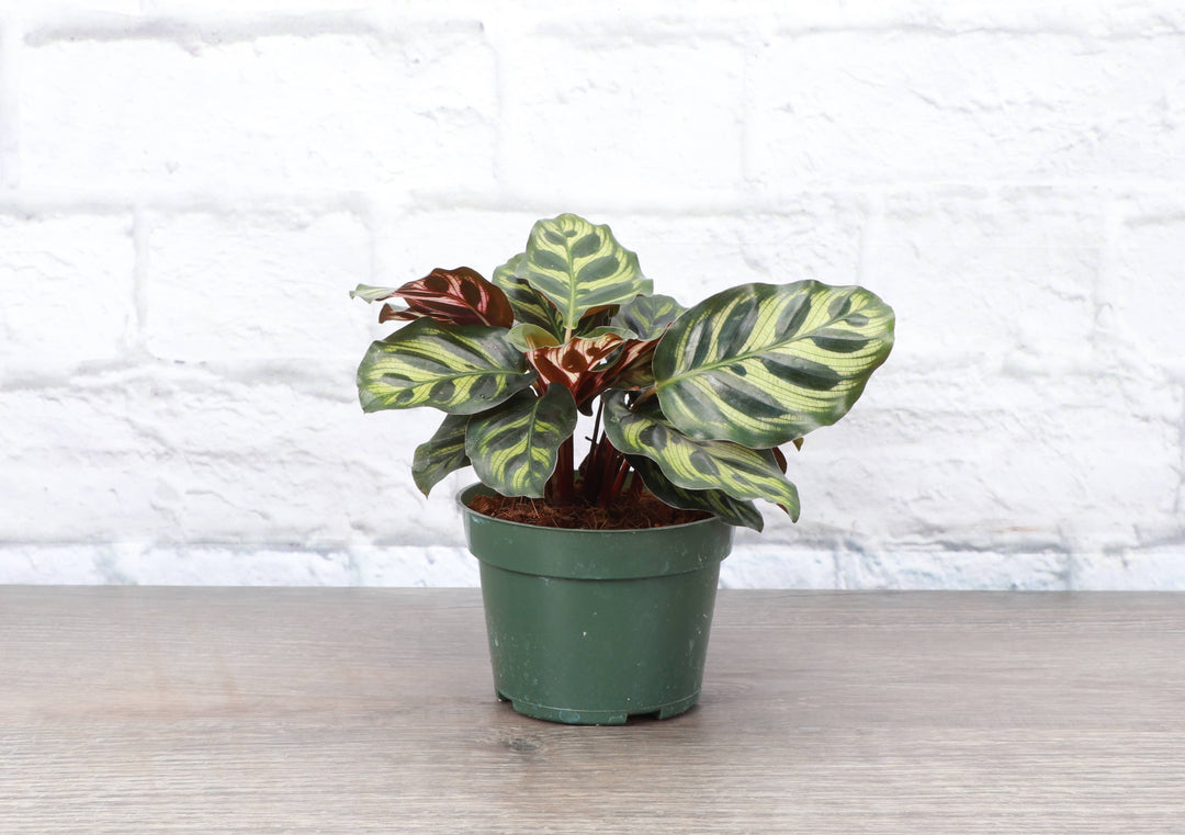 Calathea Peacock - 4"
