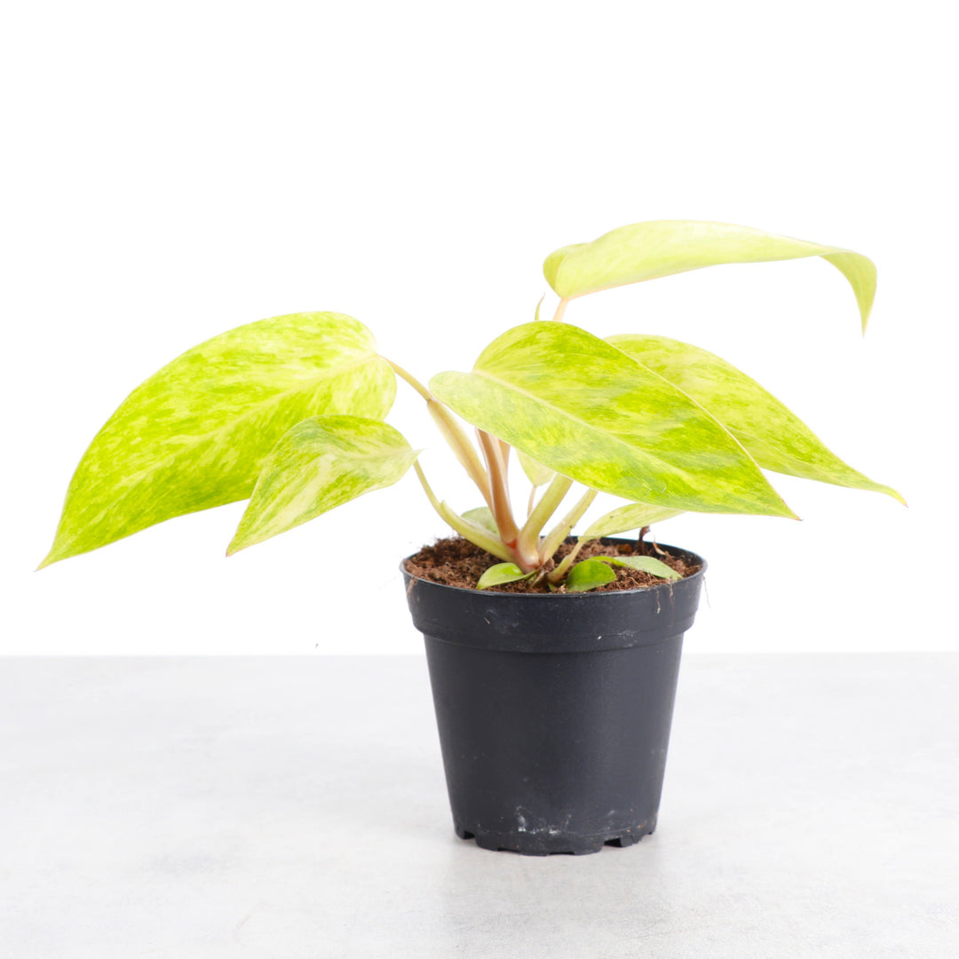 Painted Lady Philodendron -4” Rare