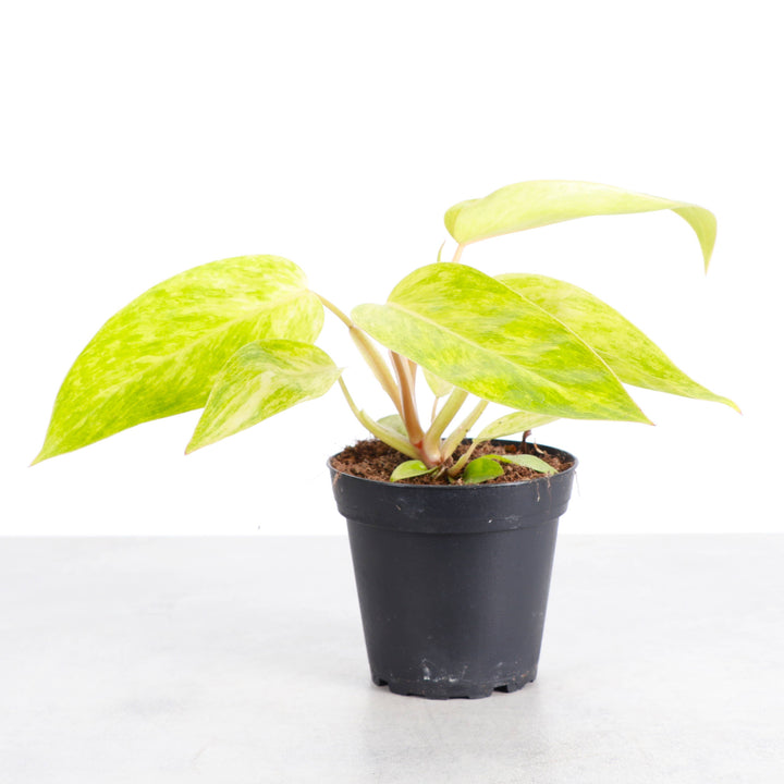 Painted Lady Philodendron -4” Rare