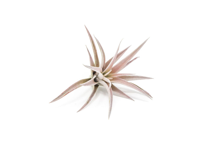 The Elegant Collection of Tillandsia Air Plants