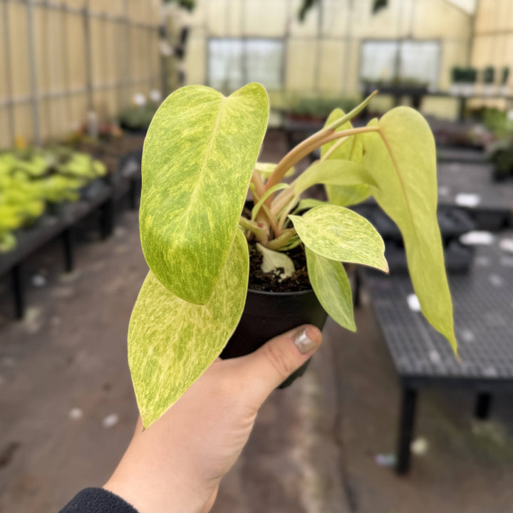 Painted Lady Philodendron -4” Rare