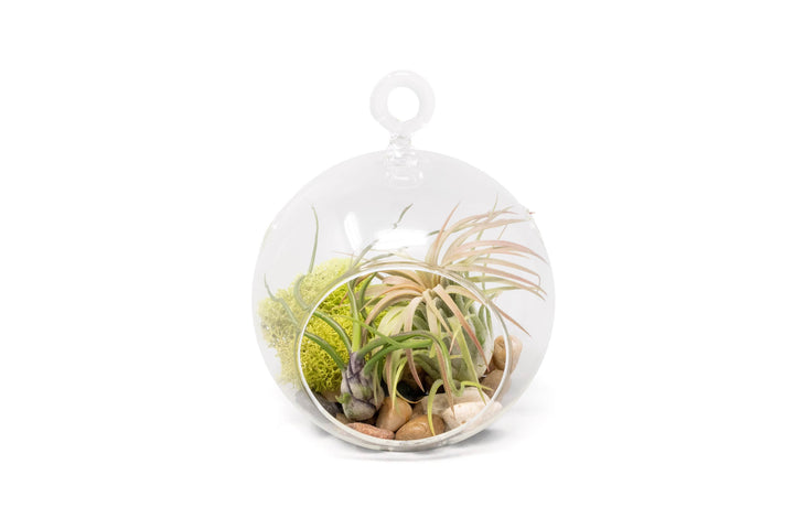 Hanging Flat Bottom Glass Globe Stunning Terrarium Sets