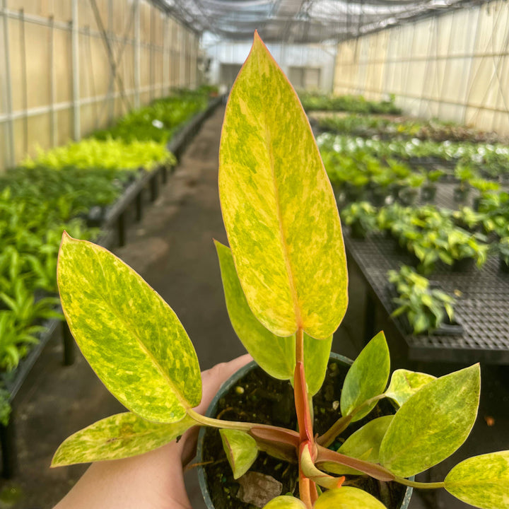 Painted Lady Philodendron -4” Rare