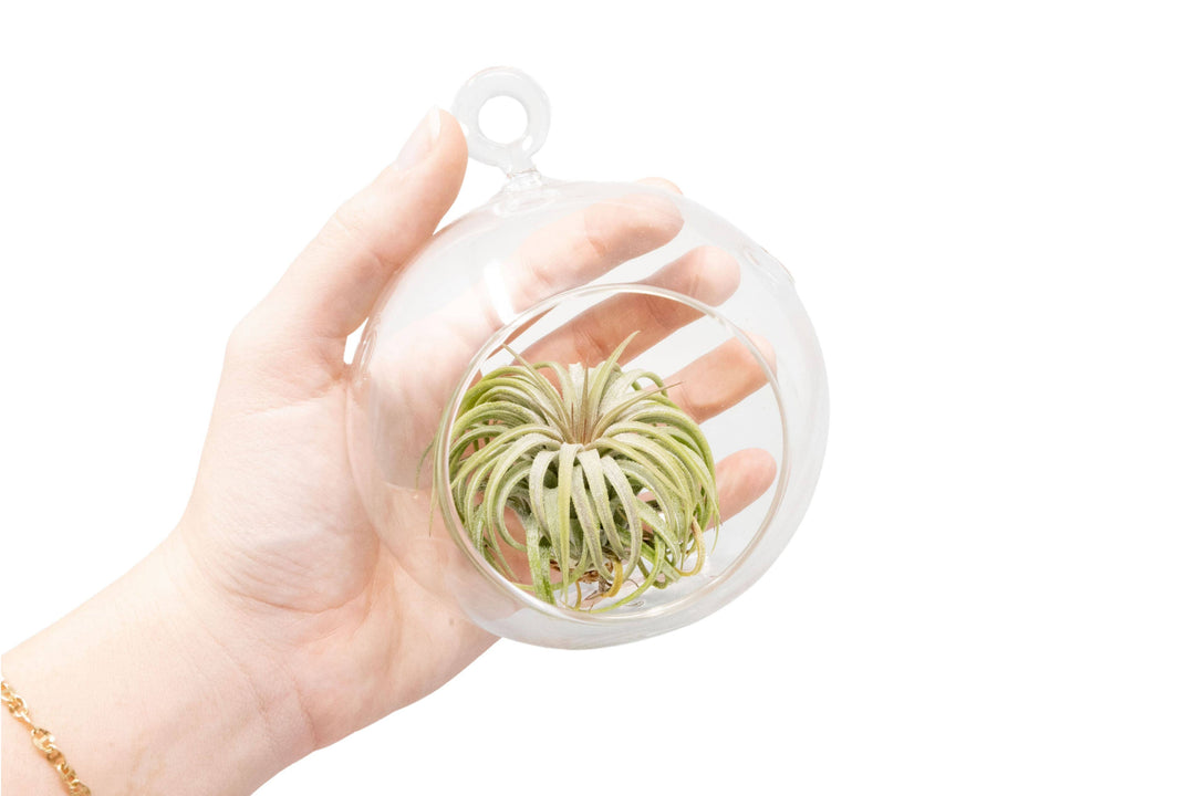 Hanging Flat Bottom Glass Globe Stunning Terrarium Sets
