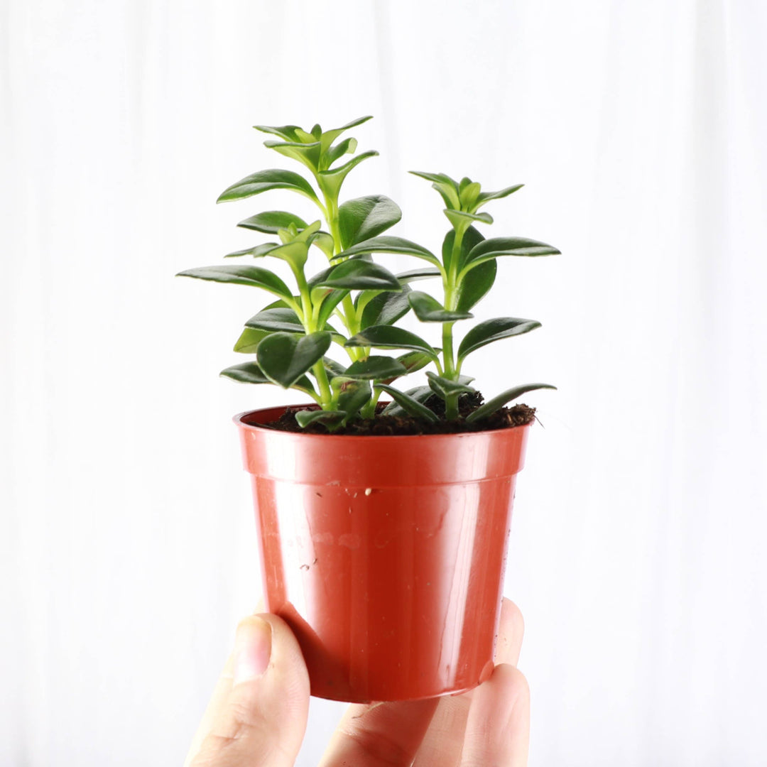 Goldfish Plant - 4”