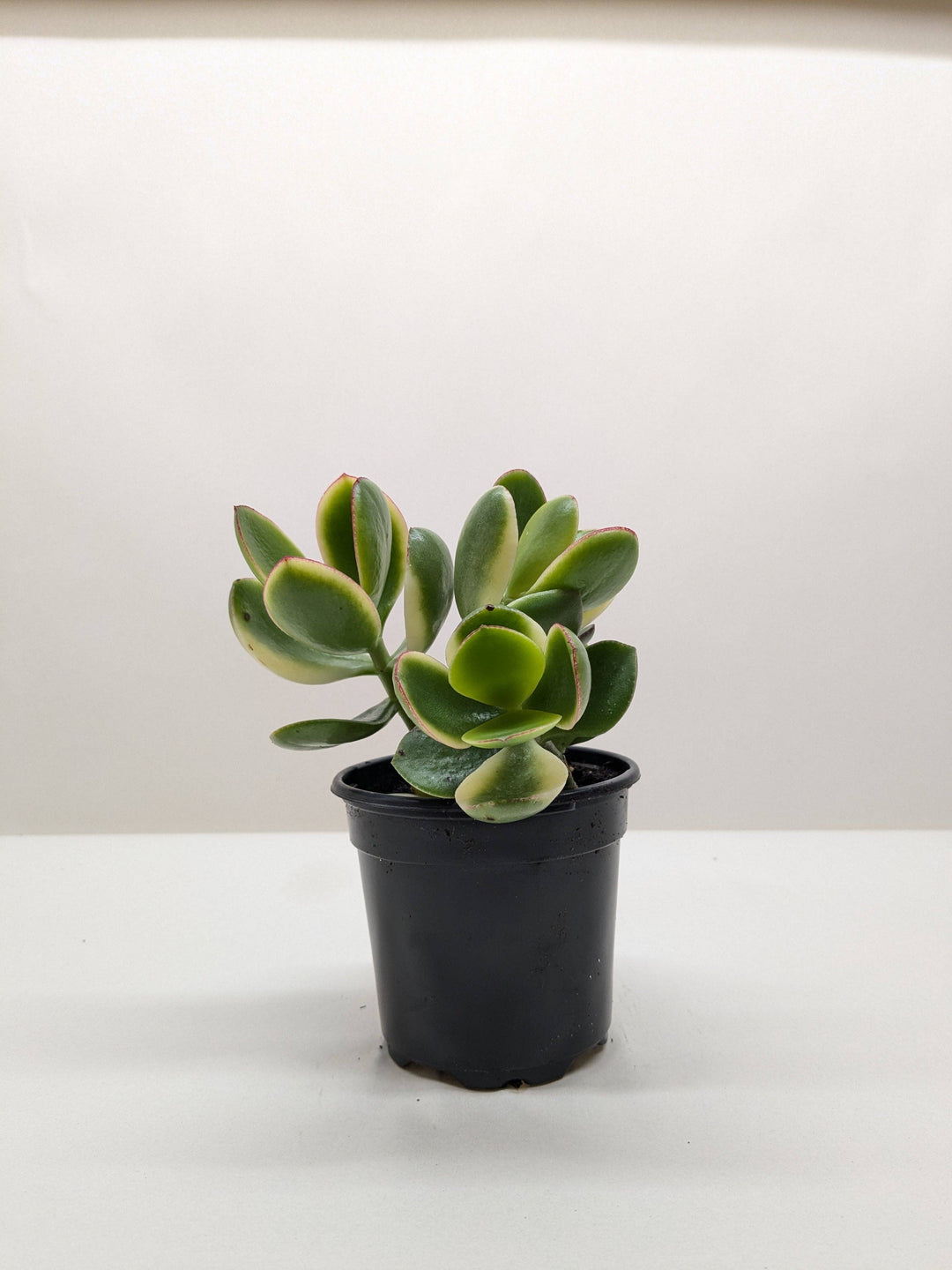 Succulent Crassula Jade Variegated 4" Pot
