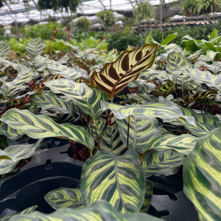 Calathea Peacock - 4"