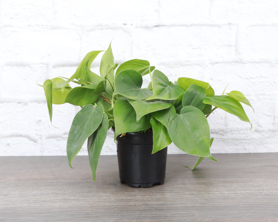 Heartleaf Philodendron - 3”