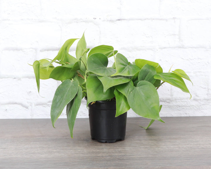 Heartleaf Philodendron - 3”