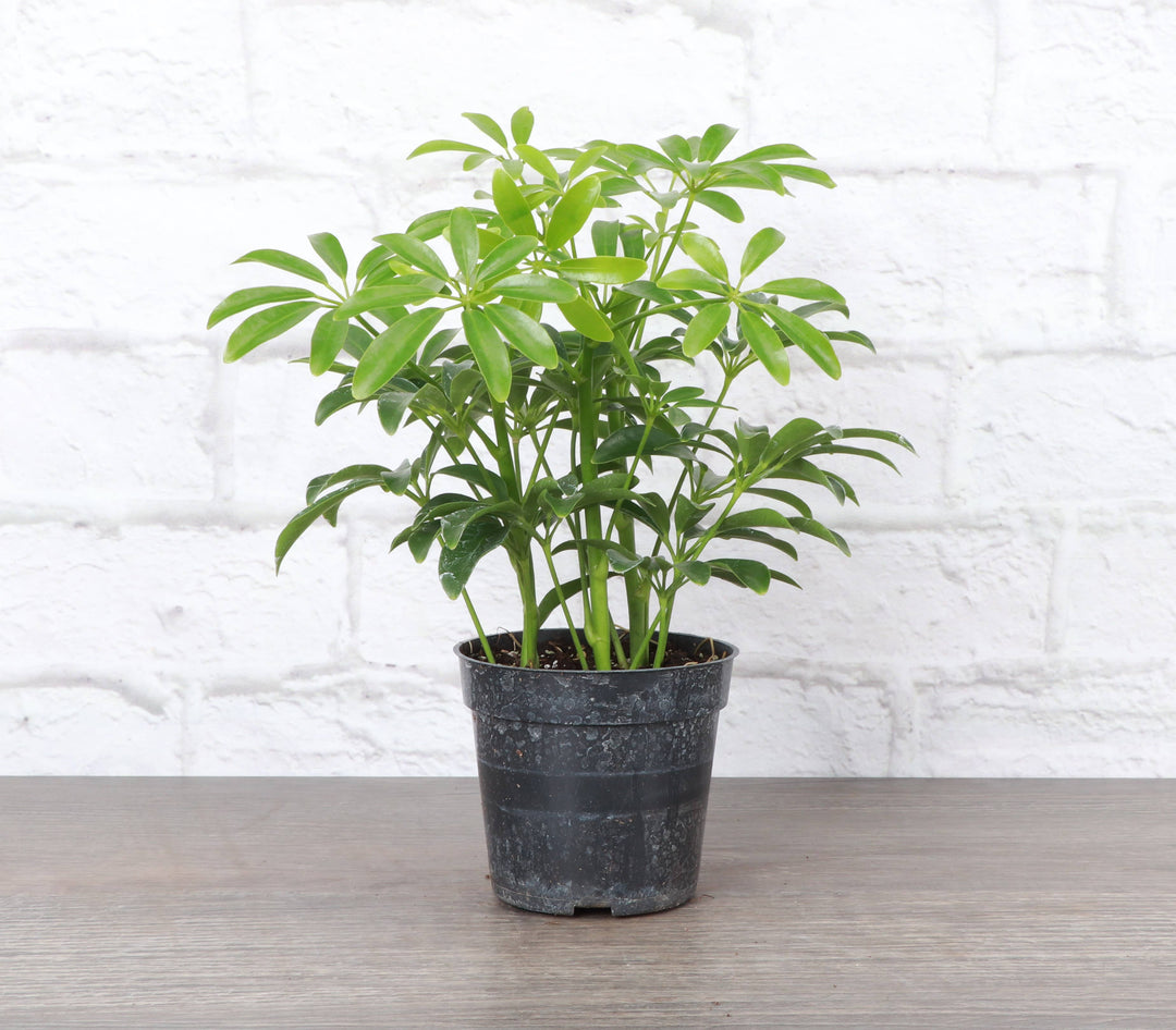 Schefflera Arboricola -  6”