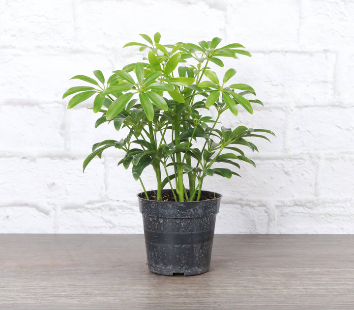 Schefflera Arboricola -  6”