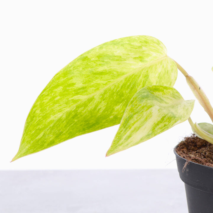Painted Lady Philodendron -4” Rare