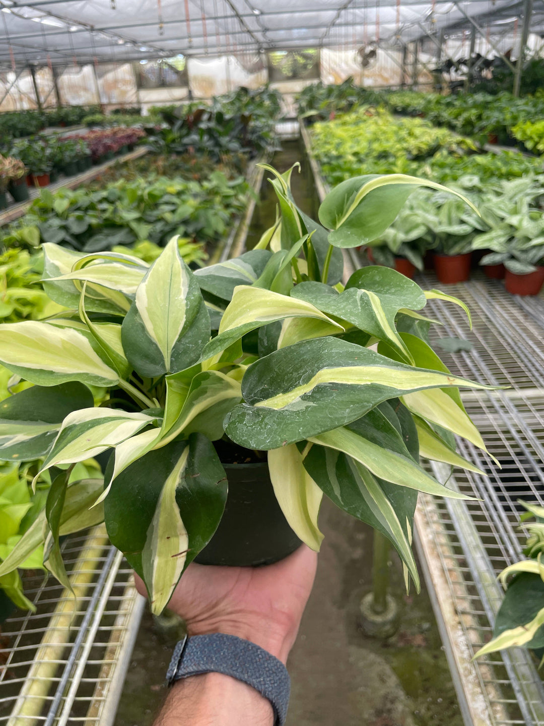Philodendron 'Silver Stripe' - 6" Pot