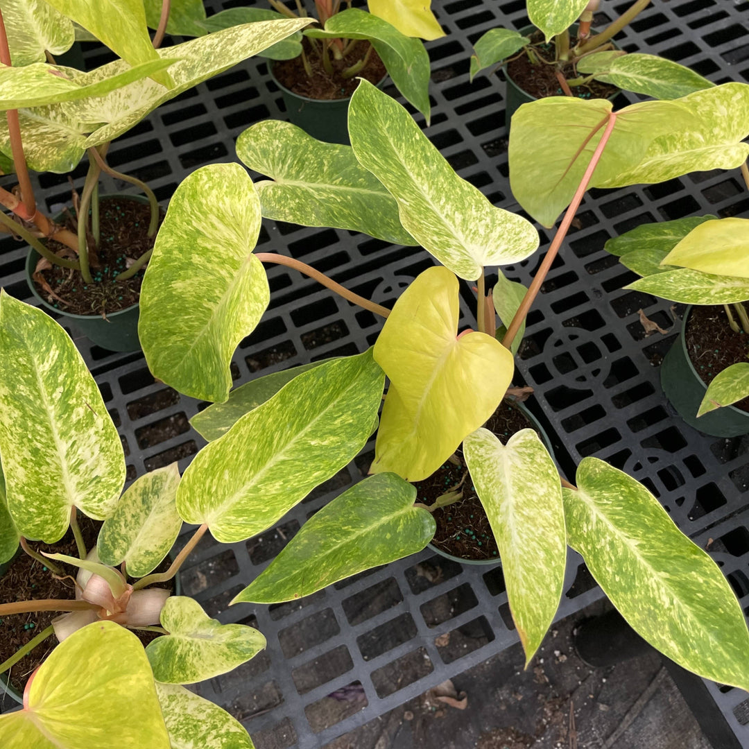 Painted Lady Philodendron -4” Rare