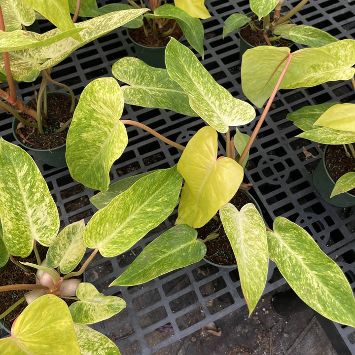 Painted Lady Philodendron -4” Rare