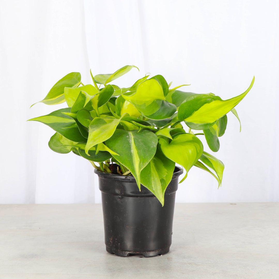 Brazil Philodendron - 4”