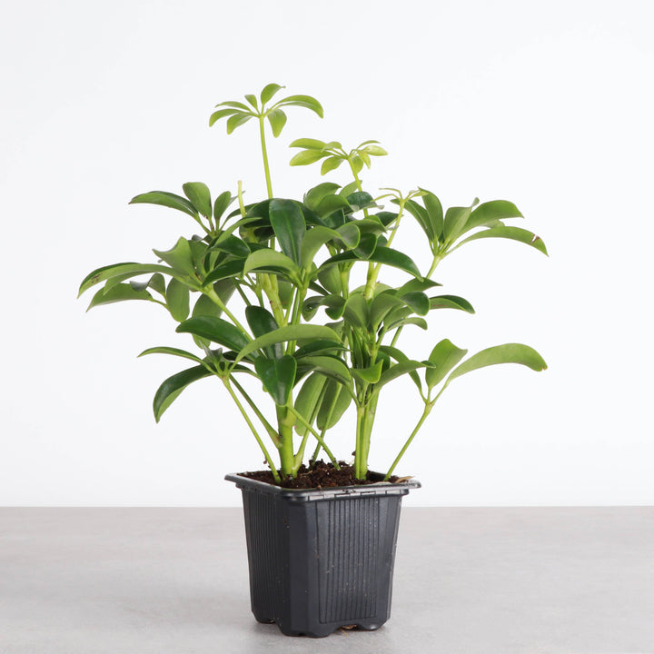 Schefflera Arboricola -  6”