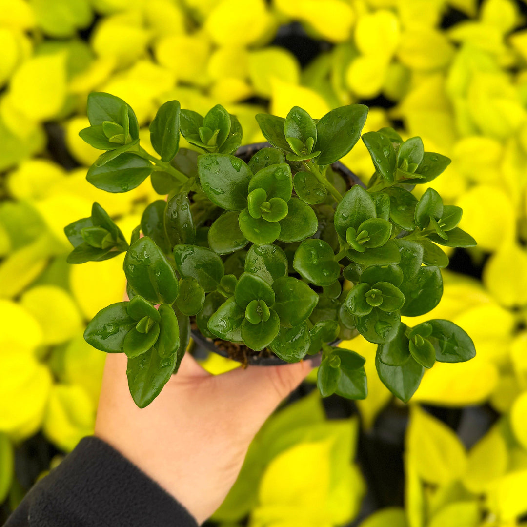 Goldfish Plant - 4”
