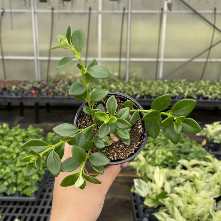 Goldfish Plant - 4”
