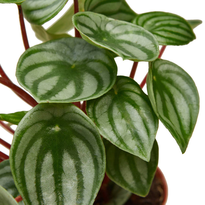 PEPEROMIA WATERMELON 4-inch