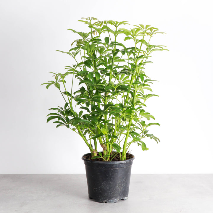 Schefflera Arboricola -  6”